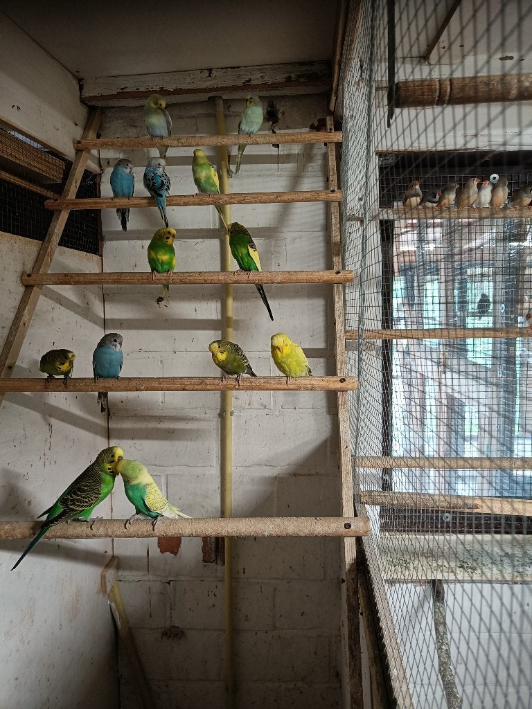 grasparkieten, Plusieurs animaux, Perruche