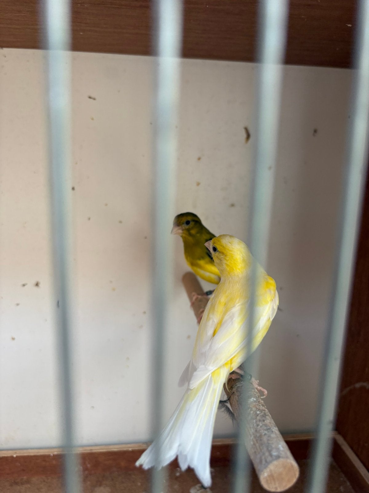Koppel raza kanaries, Dieren en Toebehoren, Vogels | Kanaries
