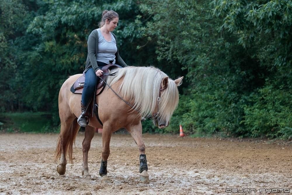 Stoere haflinger merrie, Animaux & Accessoires, Chevaux, Jument, 11 ans ou plus
