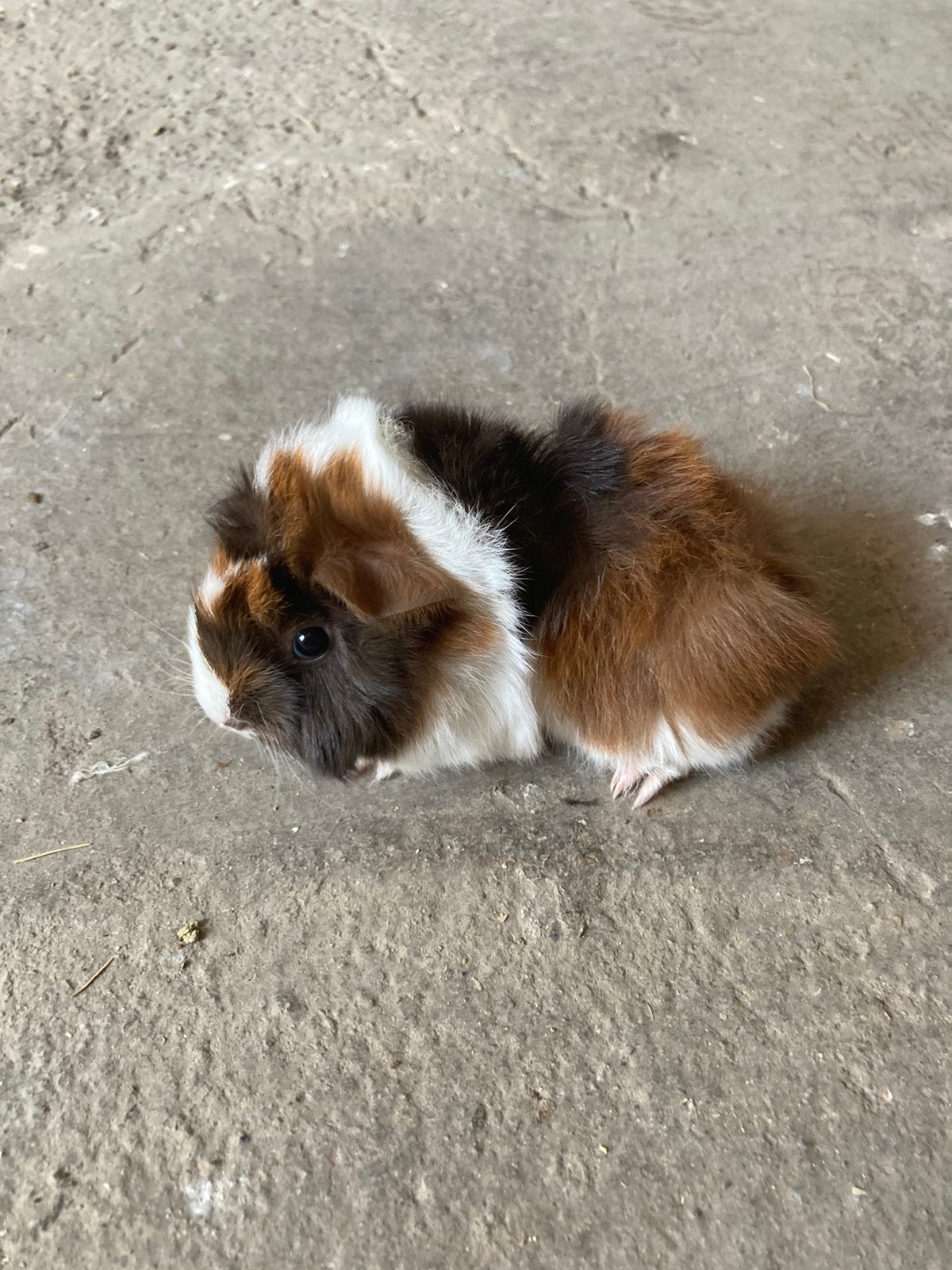Peruviaan cavia beertje te reserveren., Dieren en Toebehoren, Knaagdieren, Cavia, Juli