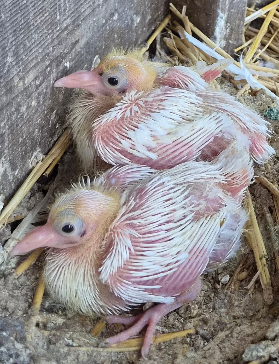 2 jonge witte sierduiven, Dieren en Toebehoren