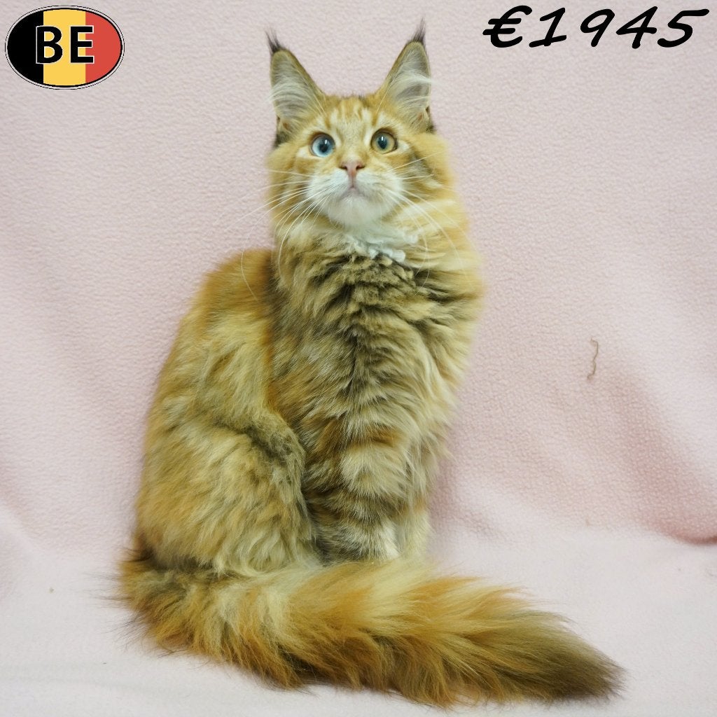Magnifiques femelles Maine Coon - chatons à vendre, Chatte ou Chat, Avec puce électronique, 0 à 2 ans