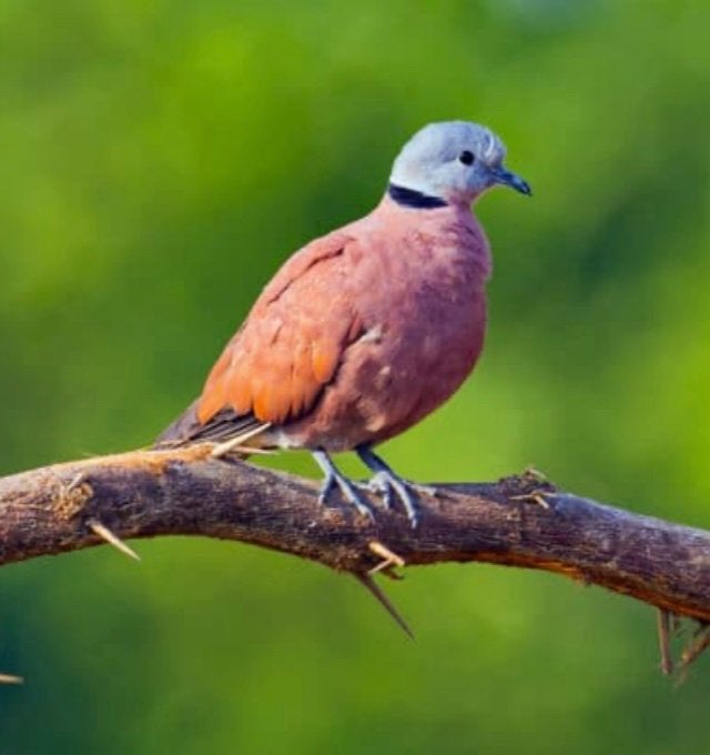 Birmatortel, Dieren en Toebehoren