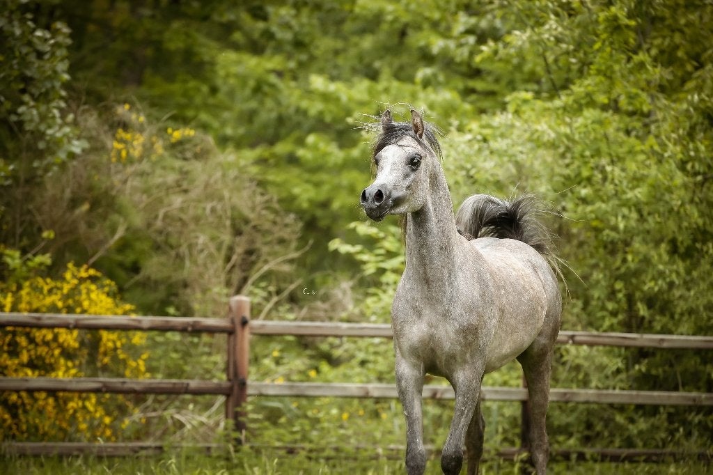2 jarig Arabisch volbloed hengstje, Dieren en Toebehoren, Pony's, Hengst, Niet van toepassing, Met stamboom, 0 tot 2 jaar