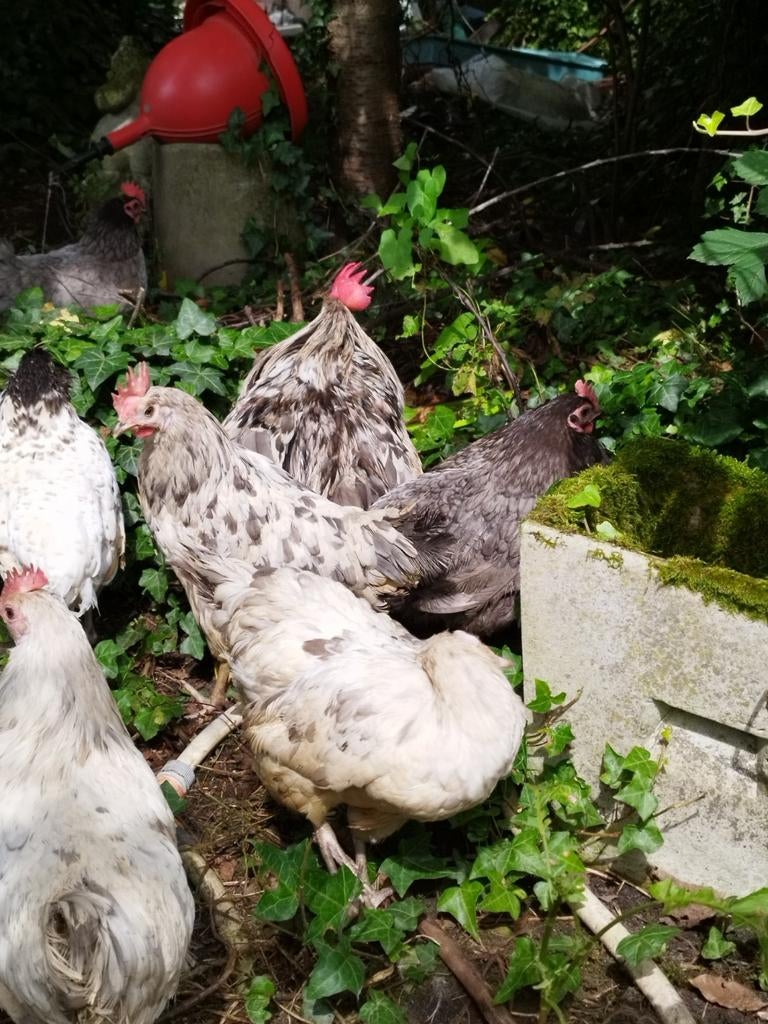 Broedeieren Silverudds blå- blauw- groene eitjes, zeldzaam r, Dieren en Toebehoren, Pluimvee
