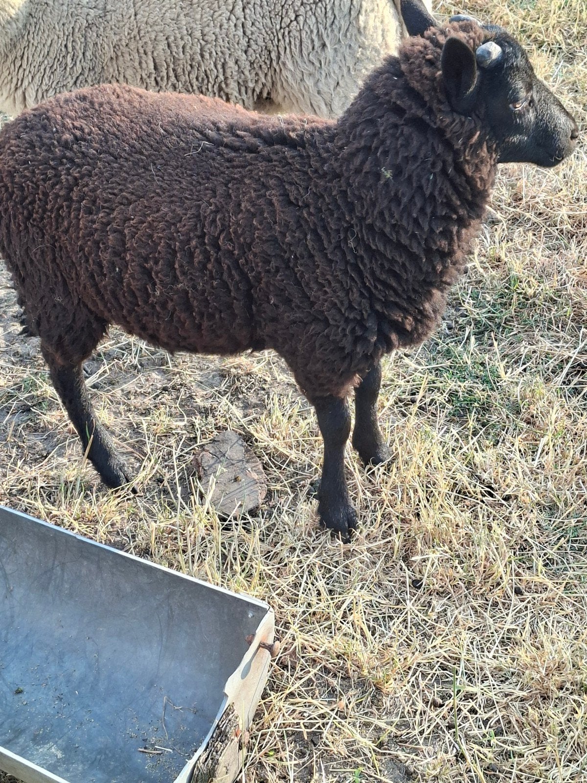 3 ramlammeren, Dieren en Toebehoren, Schapen, Geiten en Varkens, Mannelijk, Schaap, 0 tot 2 jaar