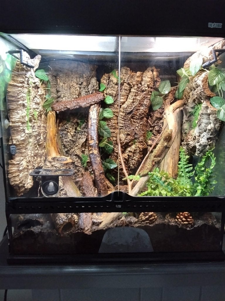 Zeer tamme mannelijke Chahoua Gecko (3 jaar) + terrarium, Lézard, Avec terrarium, 3 à 6 ans