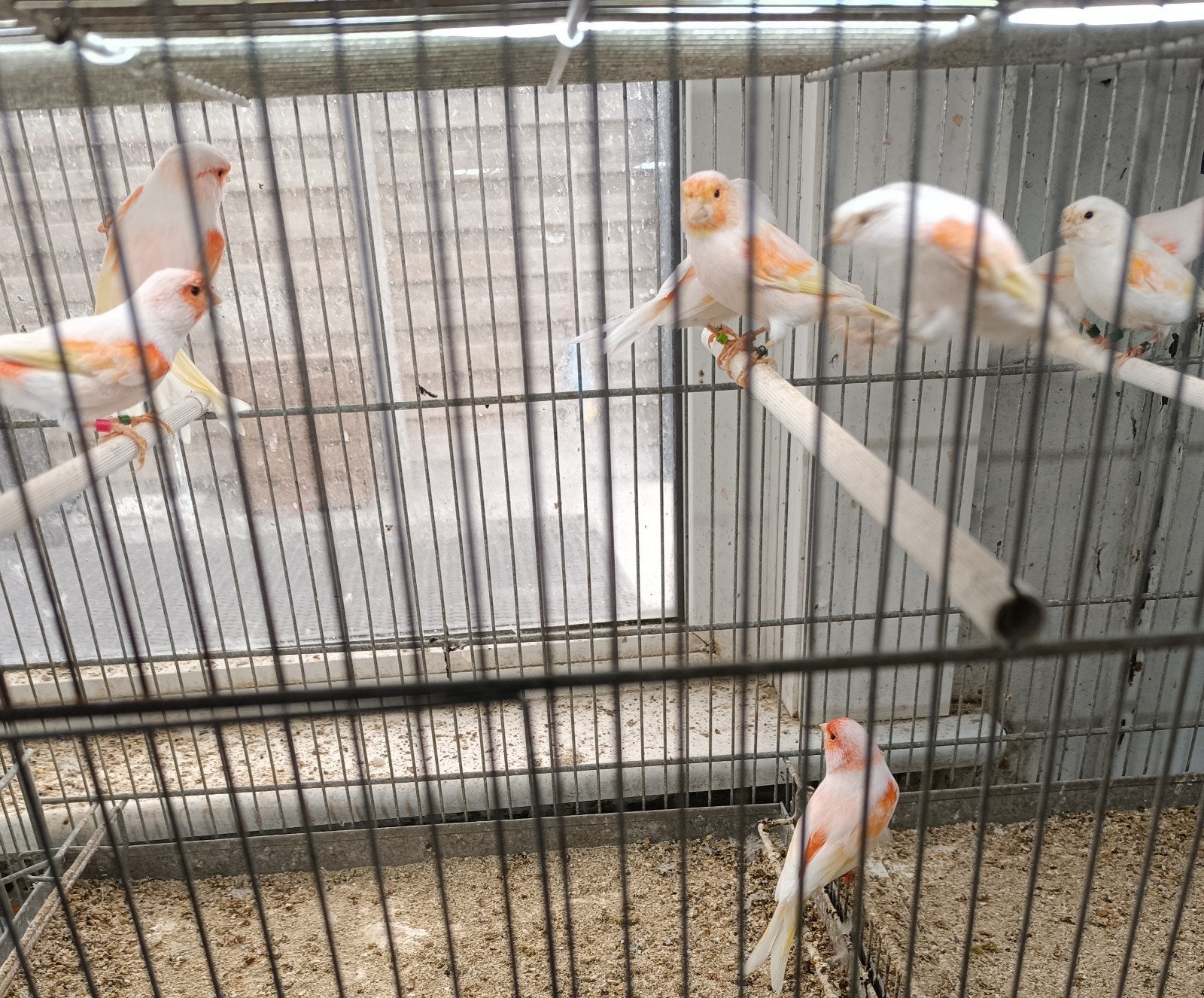 kanaries, Dieren en Toebehoren