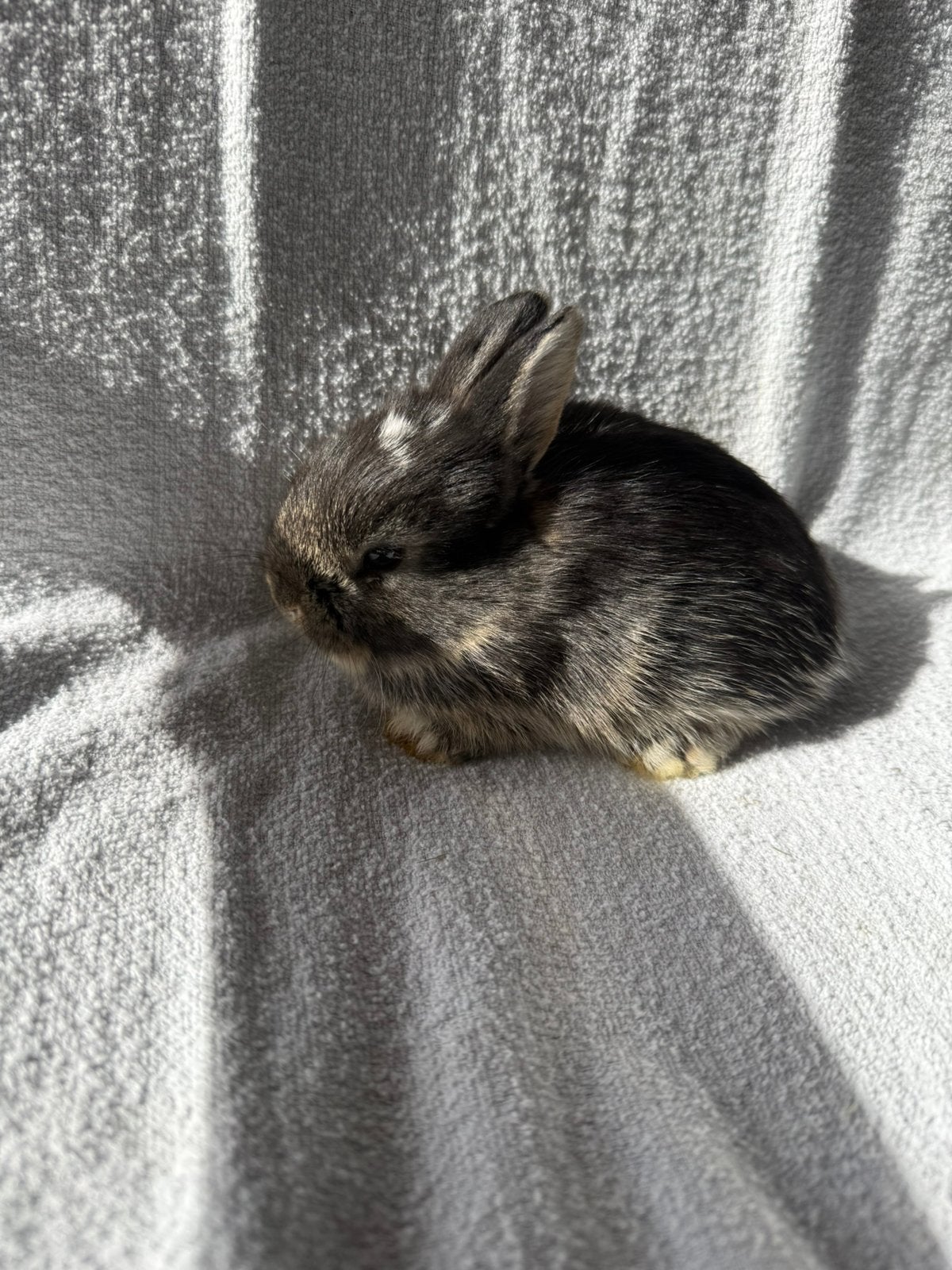 Dwerg voedster, Dieren en Toebehoren, Vrouwelijk, Dwerg, 0 tot 2 jaar