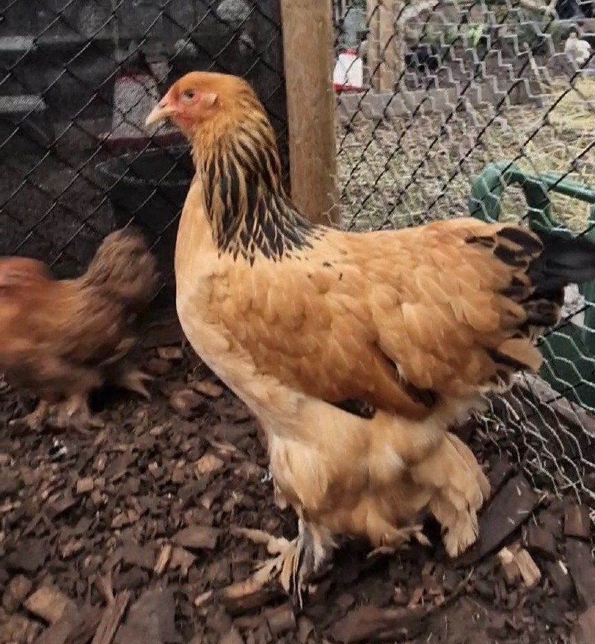 Brahma Groothoender Hennen, Dieren en Toebehoren