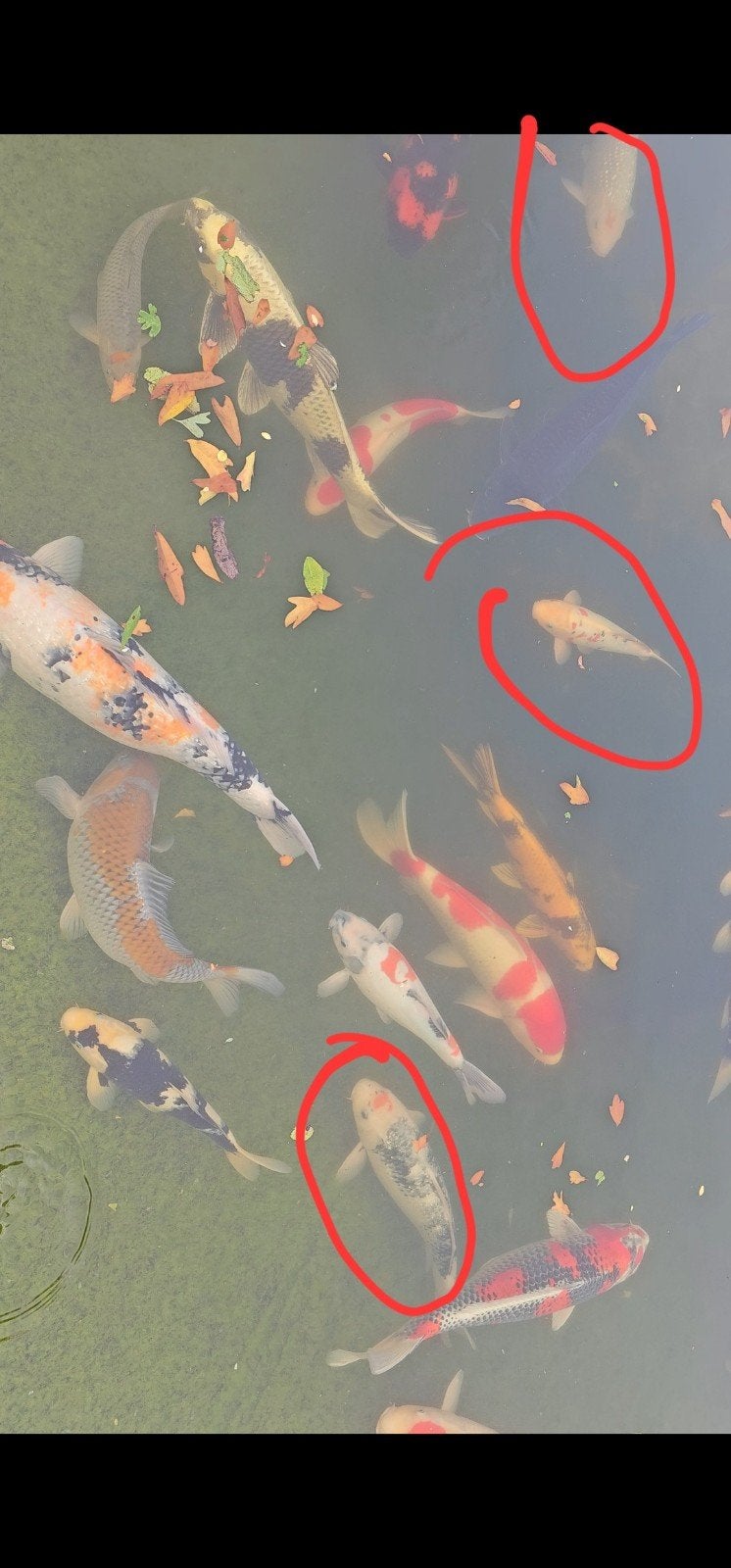 japanse koi nisai, Animaux & Accessoires