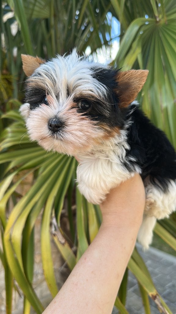 Biewer miniature PURE RACE PEDIFREE, Animaux & Accessoires, Chiens | Jack Russell & Terriers, Chienne, Yorkshire Terrier, Éleveur | Loisir
