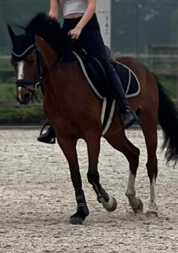 D pony, Dieren en Toebehoren, Ruin