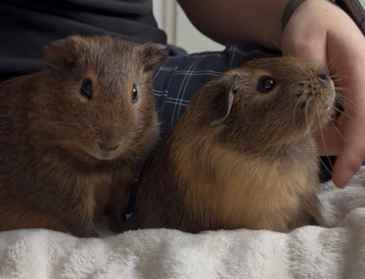 2 jonge cavias te koop + kooi en voedsel, Dieren en Toebehoren, Juli, Cavia, Tam