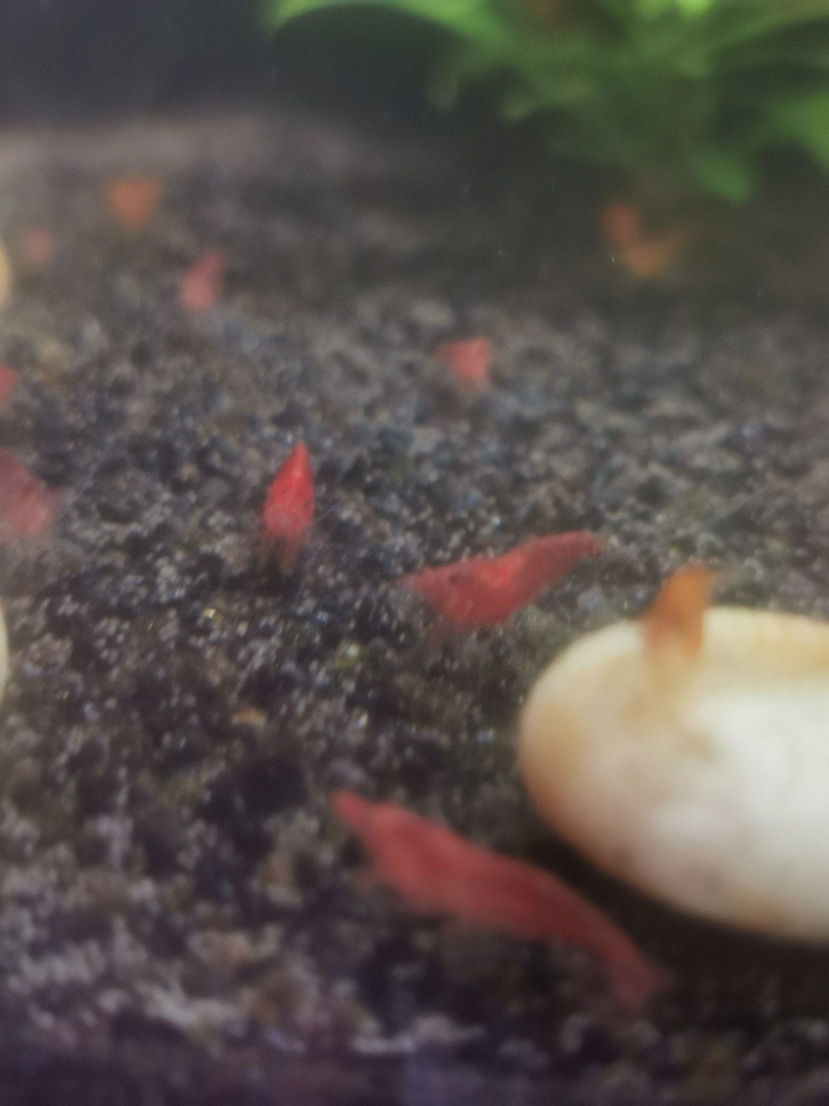 Neocaridina garnalen, Homard, Crabe ou Crevette, Poisson d'eau douce