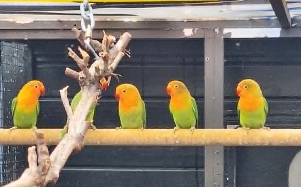agapornis fischeri dwergpapegaai, Sexe inconnu, Perroquet nain ou Inséparable, Domestique