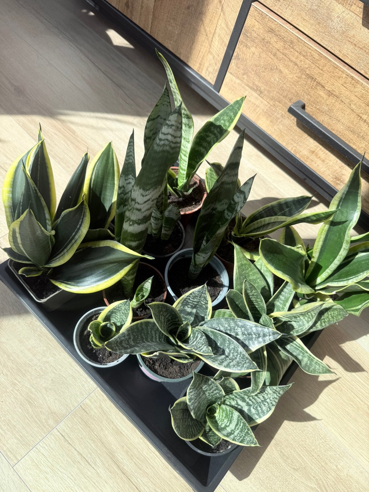 Sanseveria’s (vrouwentongen), Tuin en Terras, Ophalen