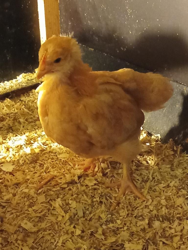 Kuikens Orpington buff groothoen, Dieren en Toebehoren