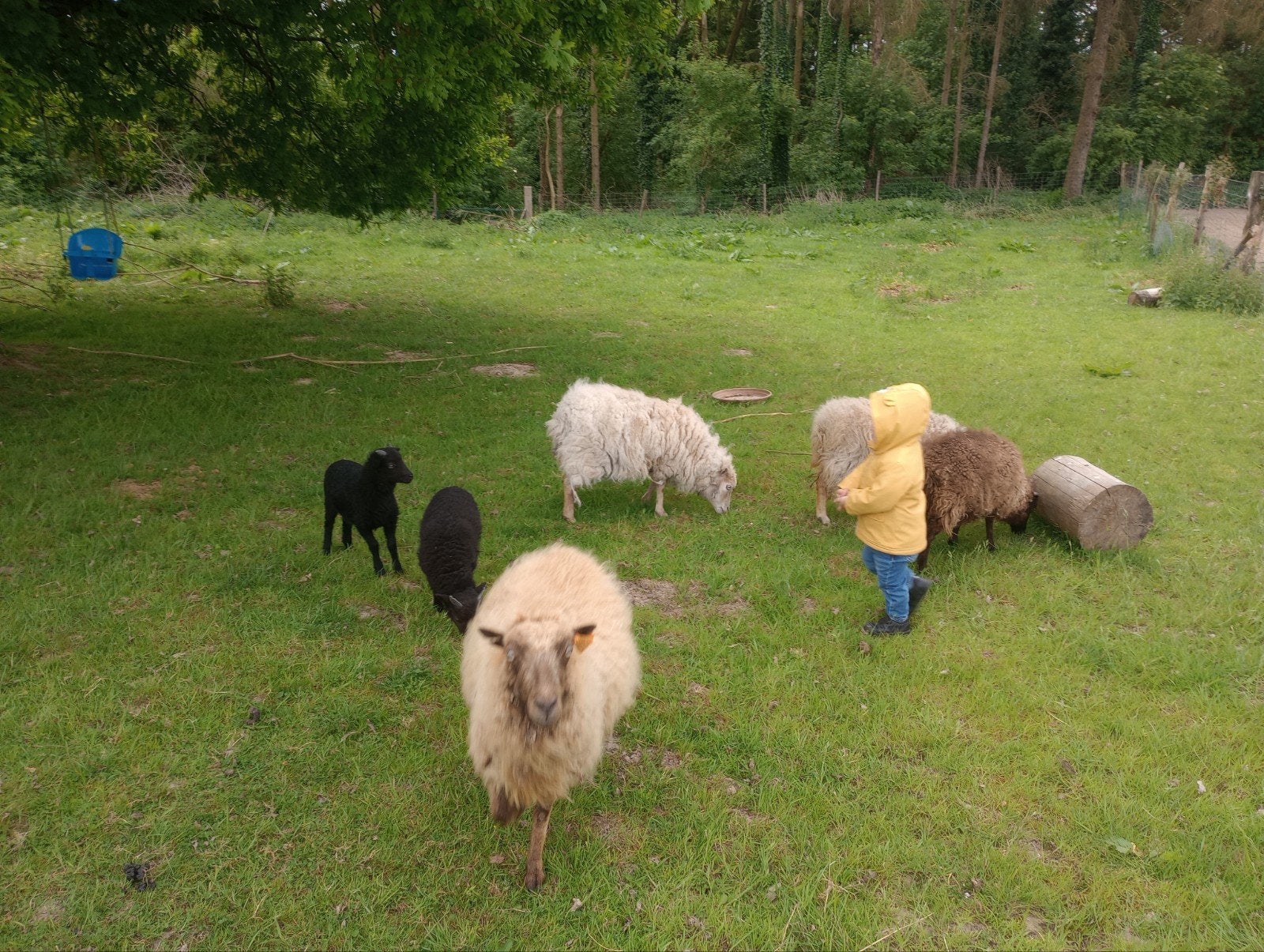 Ouessant lammetjes, Dieren en Toebehoren, Pluimvee