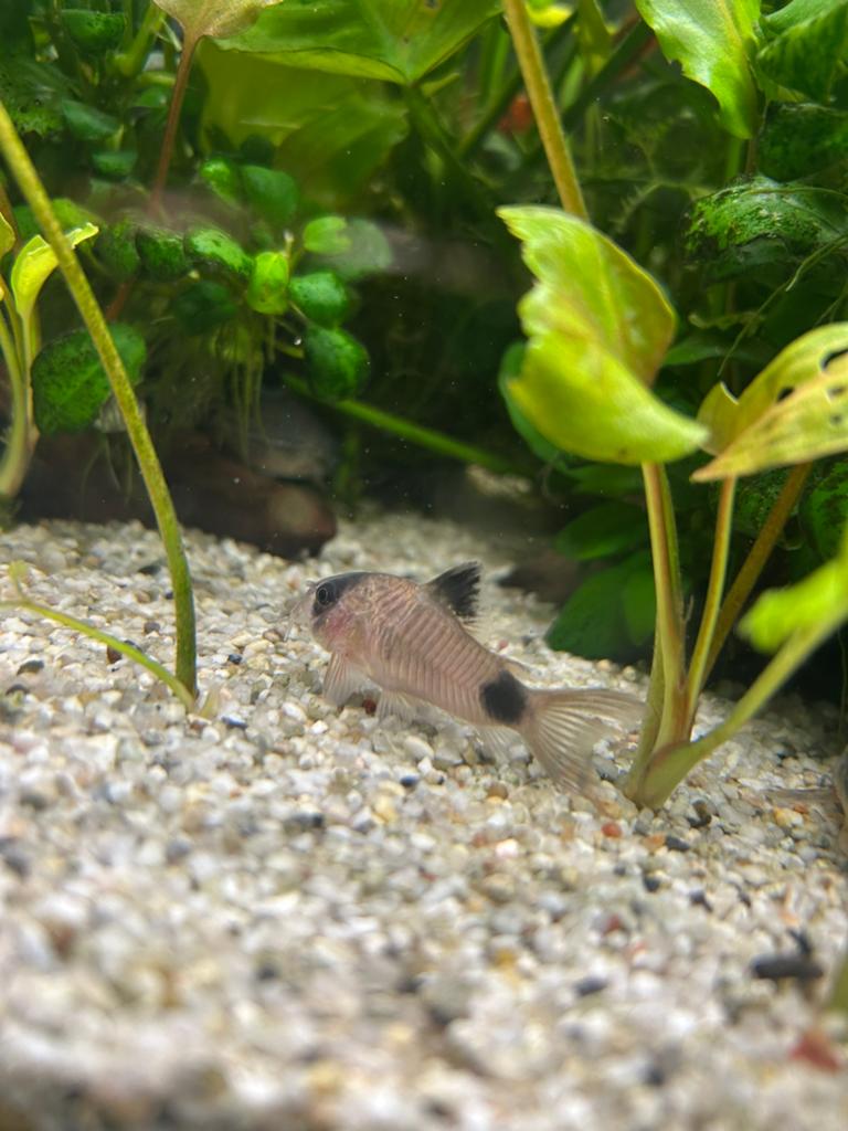 corydoras, Dieren en Toebehoren