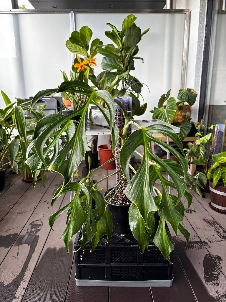 Monstera Burle Marx Flame - Découpe de base, Maison & Meubles, Plantes d'intérieur, Plante potagère, En pot, Enlèvement ou Envoi