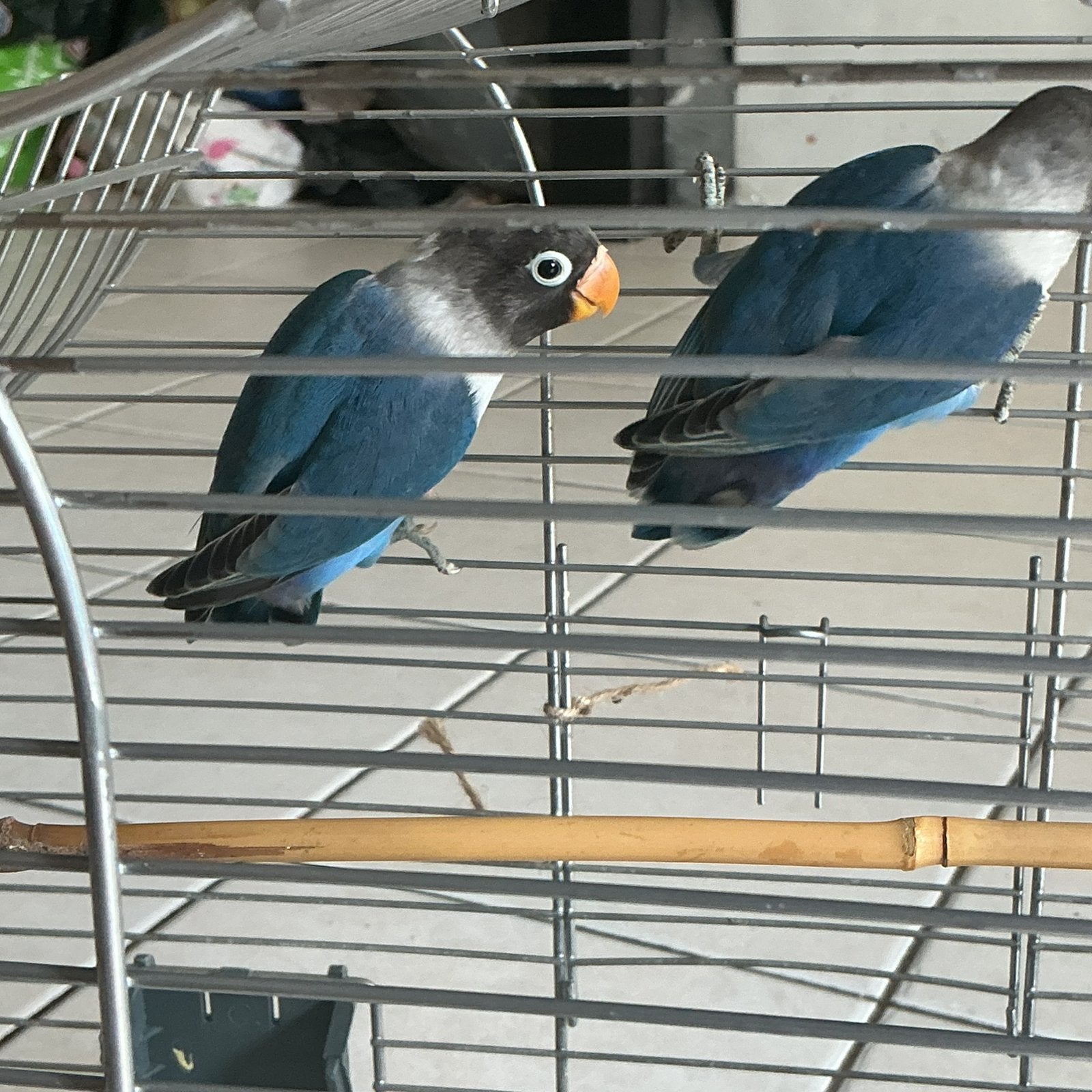Fischeri, Geslacht onbekend, Dwergpapegaai of Agapornis