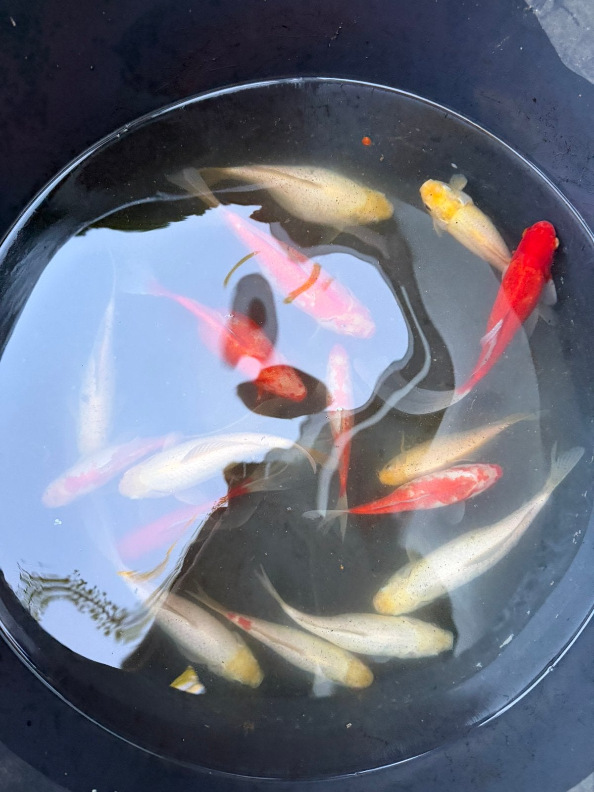 Gros poisson rouge, Poisson(s) rouge(s)