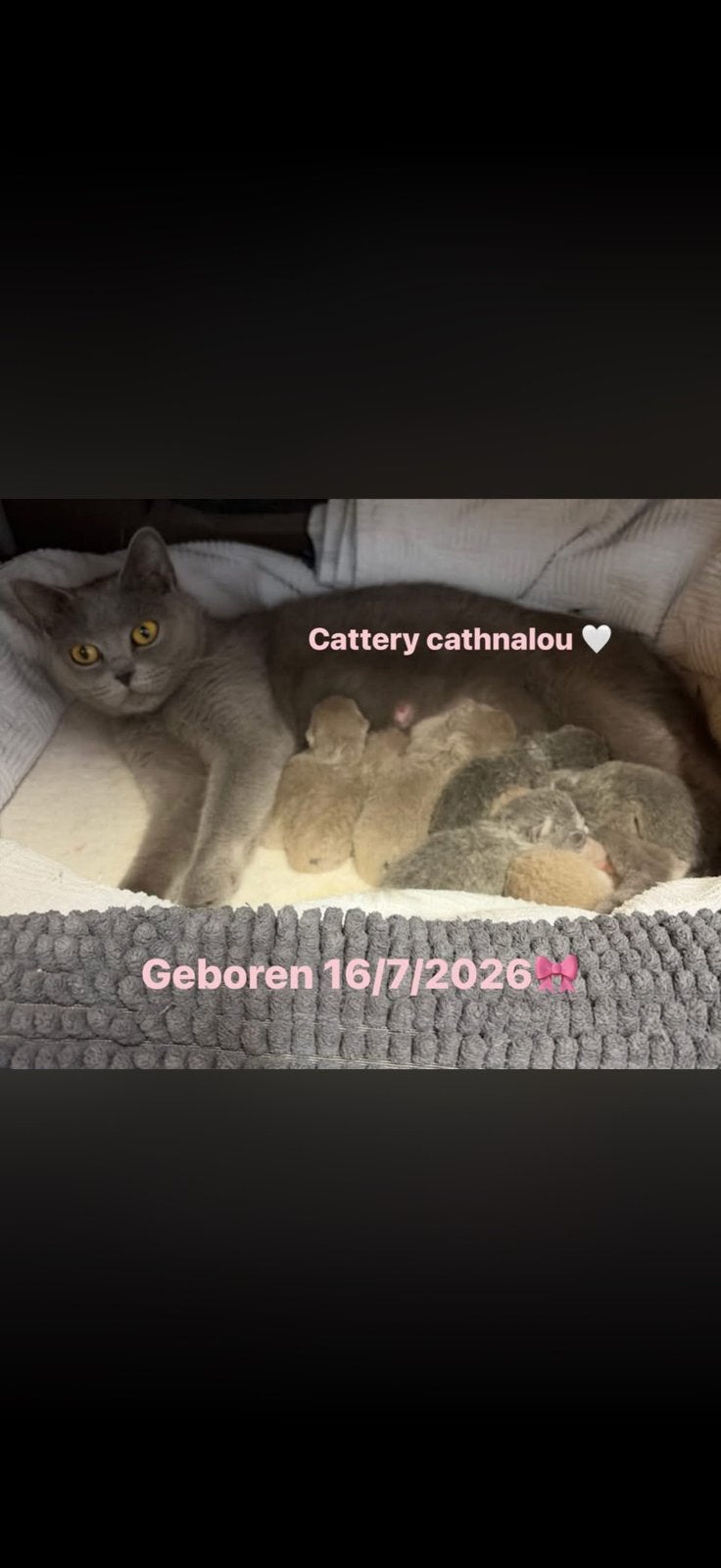 Britse korthaar kittens, Dieren en Toebehoren, 0 tot 2 jaar