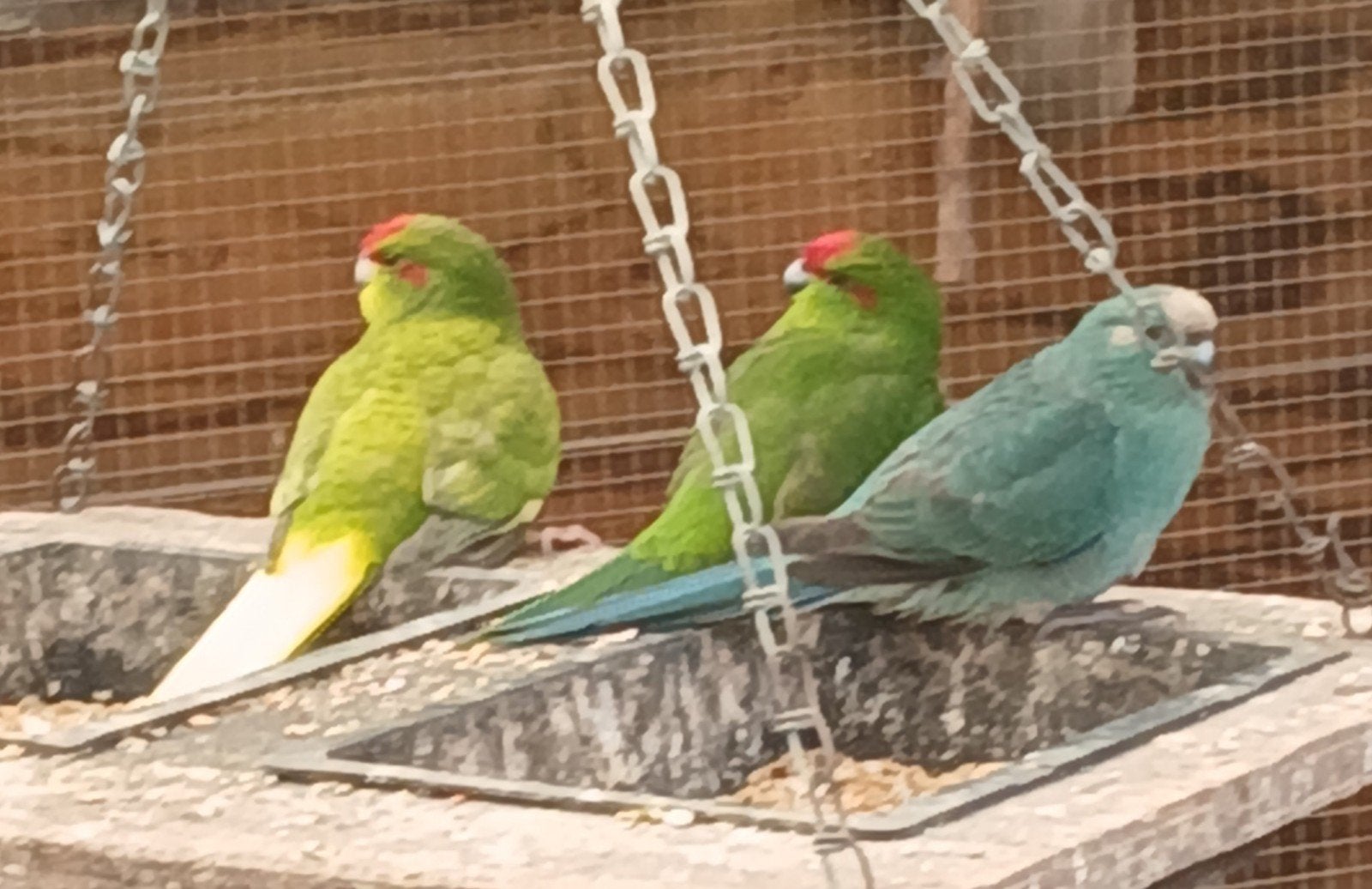 Kakariki's te koop
