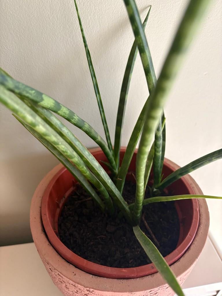 Sanseveria suffructicosa, Ophalen