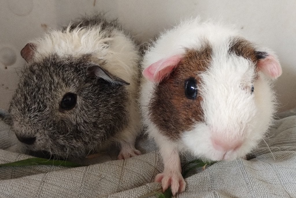 Rex beren, September, Mannelijk, Cavia