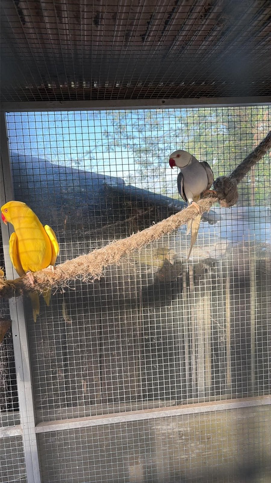 Halsband parkieten, Dieren en Toebehoren, Vogels | Parkieten en Papegaaien