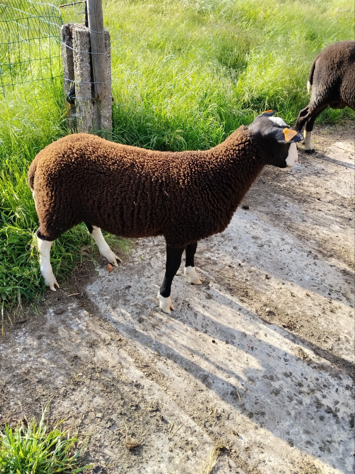 Ramlammeren