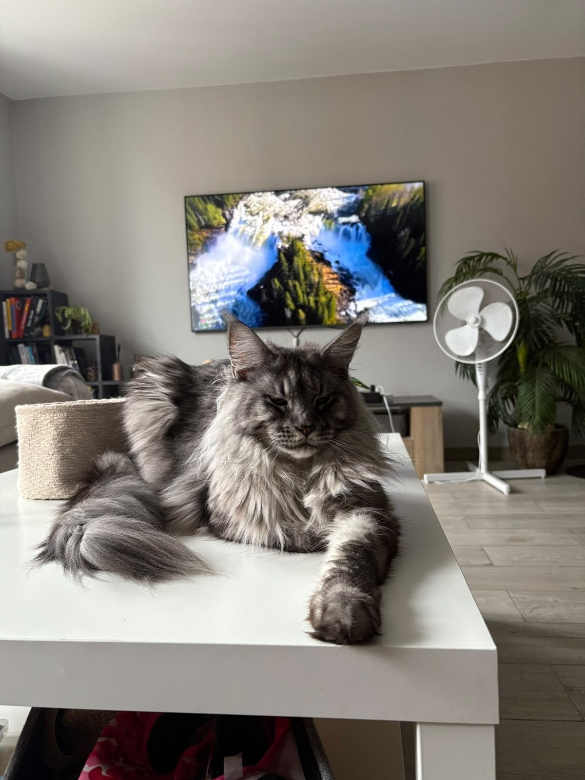 Jeune maine coon de 3 ans, Chat, Avec pedigree, 3 à 5 ans