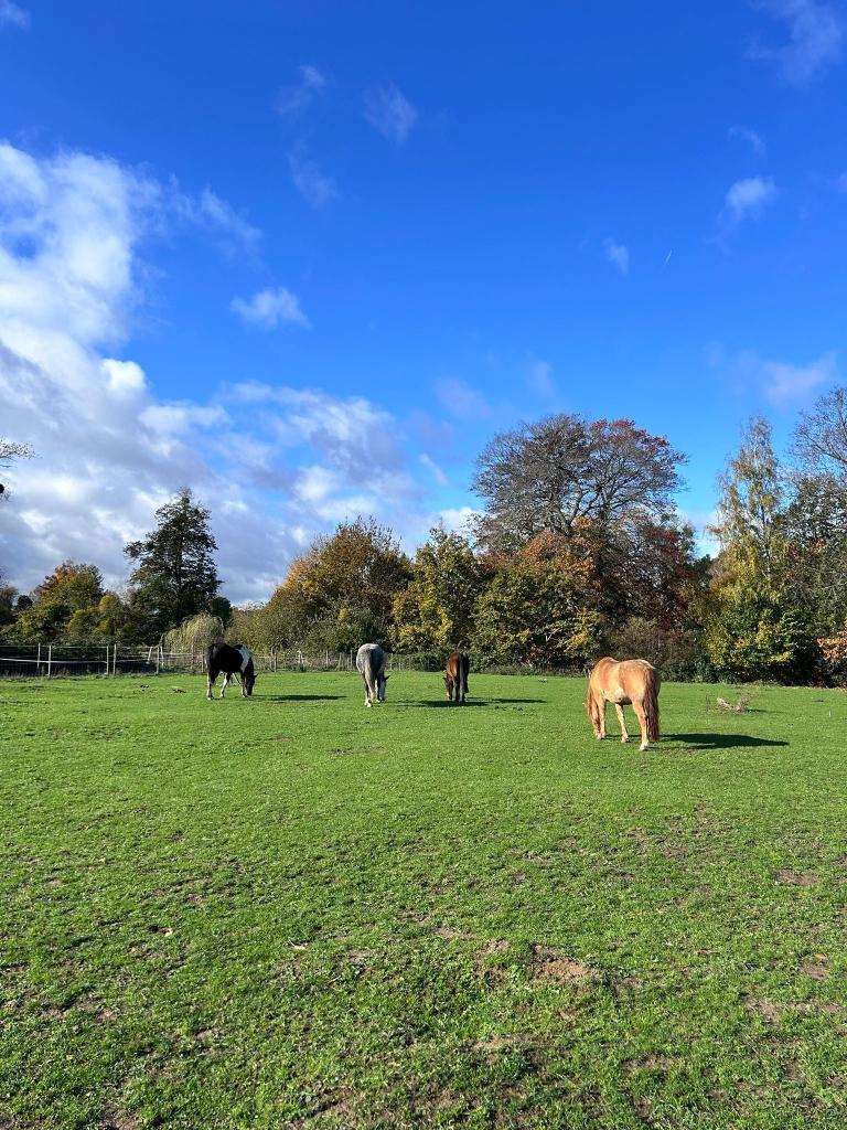 Pension prairie, Pâturage, 4 chevaux ou poneys ou plus