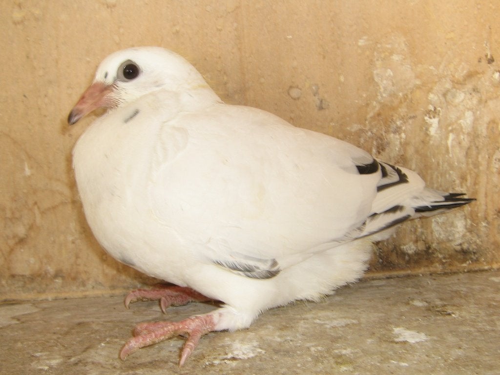 zomerjongen, Dieren en Toebehoren