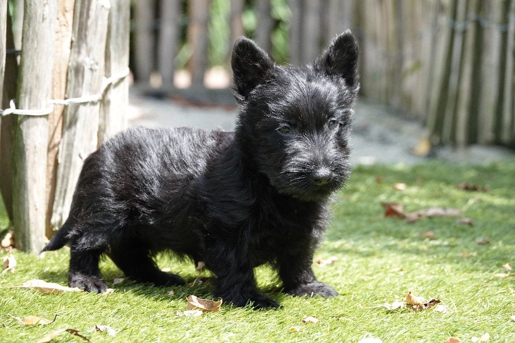 Prachtige Schotse Terriër pup, met stamboom, Dieren en Toebehoren, Honden | Jack Russells en Terriërs, België, Parvo, Overige rassen