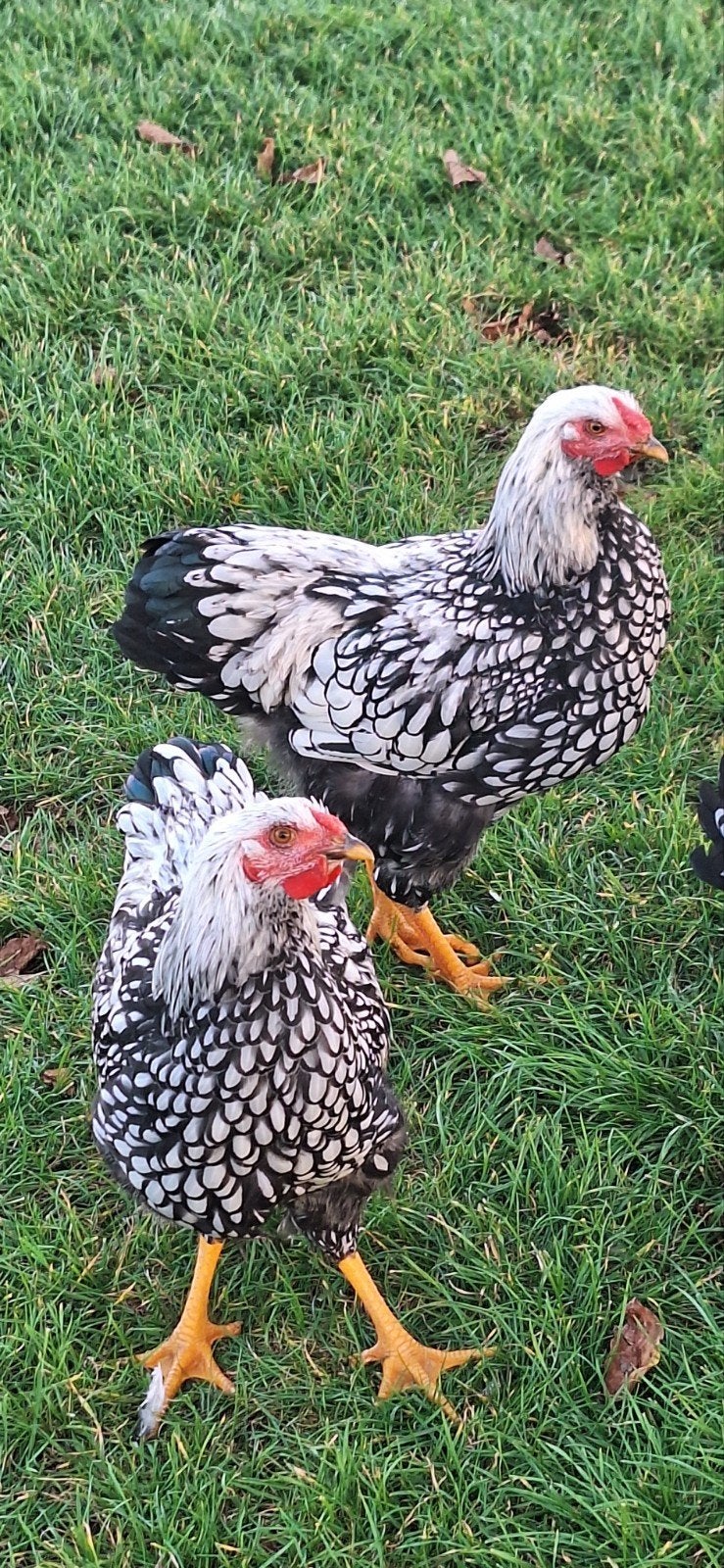 wyandotte hanen, Dieren en Toebehoren, Mannelijk, Kip