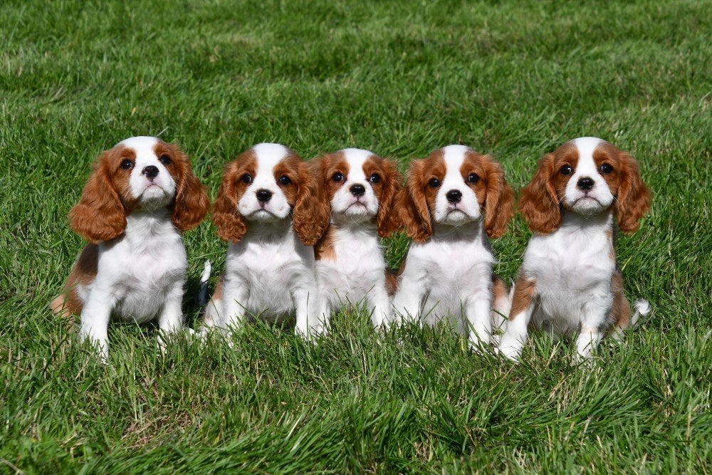 Cavalier King Charles pups te koop, Dieren en Toebehoren, 15 weken tot 1 jaar, Buitenland, CDV (hondenziekte), Meerdere