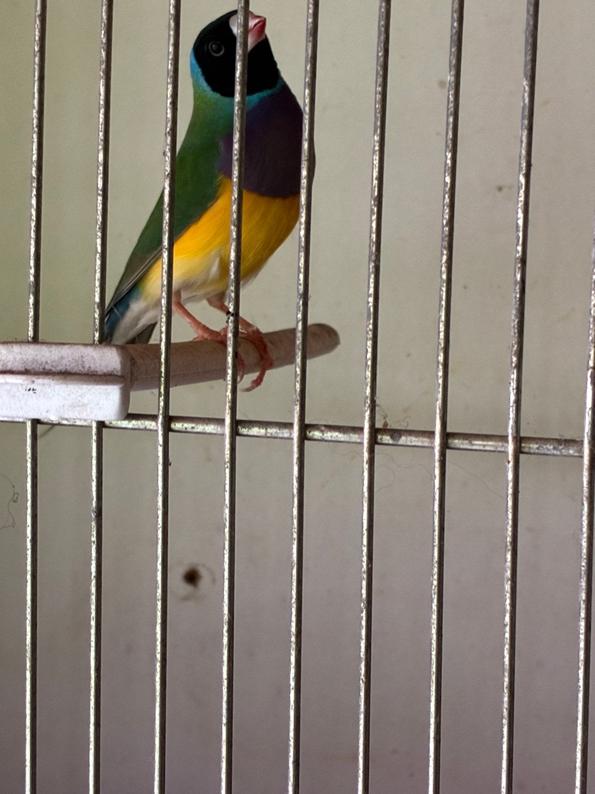 Gouldamandines, Dieren en Toebehoren, Mannelijk, Tropenvogel