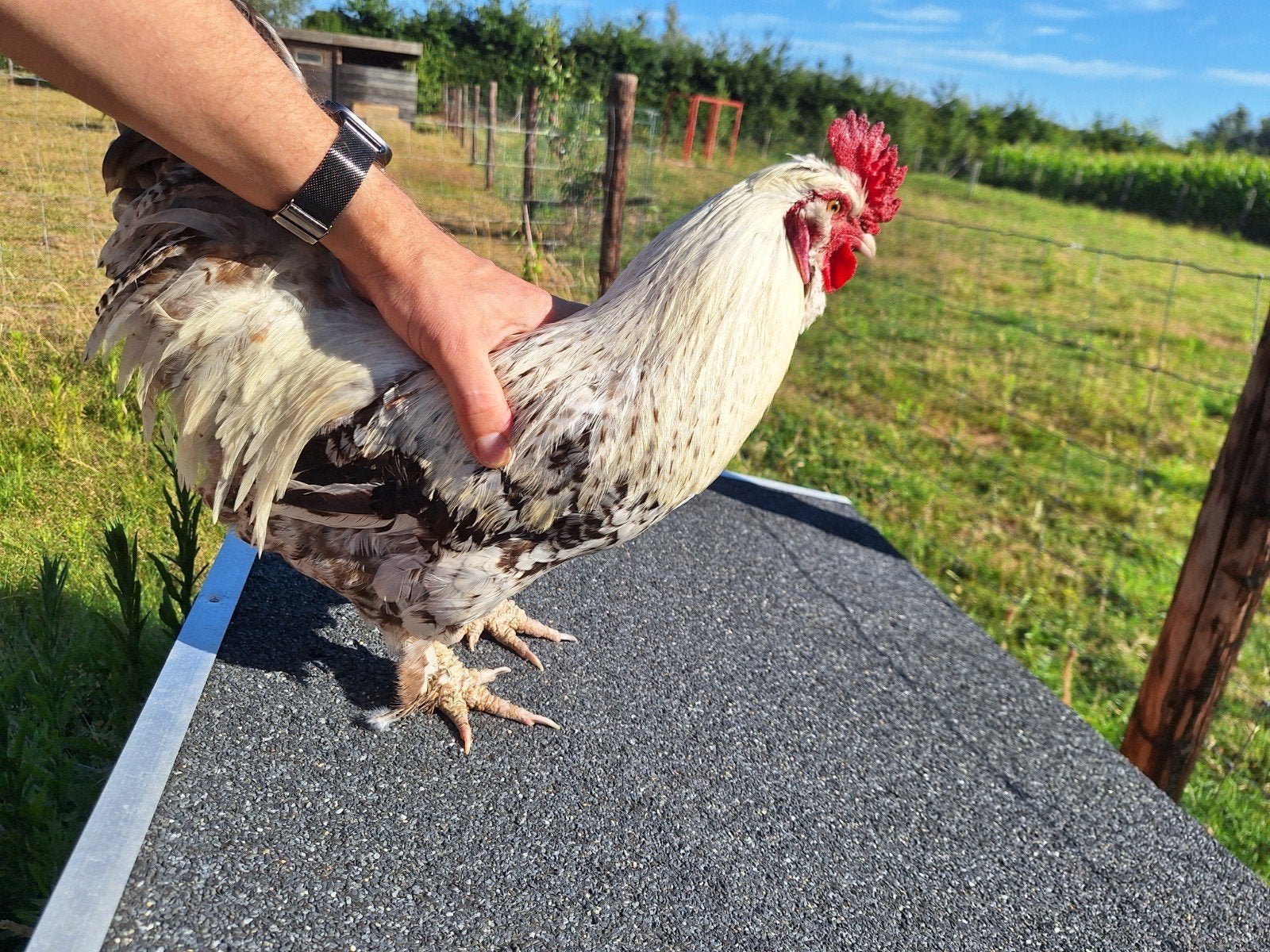 Gratis haan cream legbar x zijdehoen, Mâle, Poule ou poulet