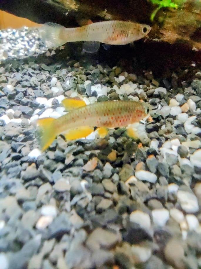 Aphyosemion Killi visjes, Dieren en Toebehoren, Vissen | Aquariumvissen, Vis, Zoetwatervis