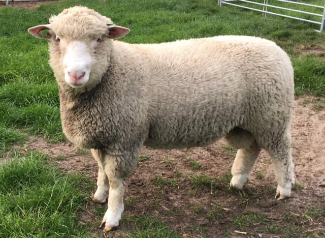 Poll dorset ooilam gezocht + een jonge Poll dorset Ram, Mouton