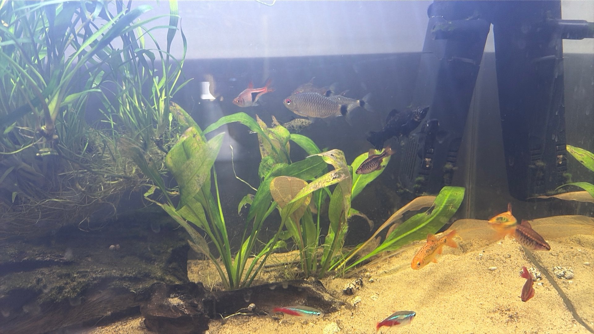 Visbestand 12 schoolvissen, Animaux & Accessoires, Poisson, Poisson d'eau douce, Banc de poissons
