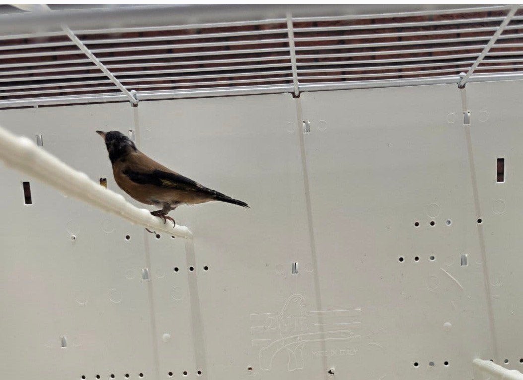 Gezocht een parva putter zwart overjarig, Dieren en Toebehoren, Wildzangvogel, Geringd