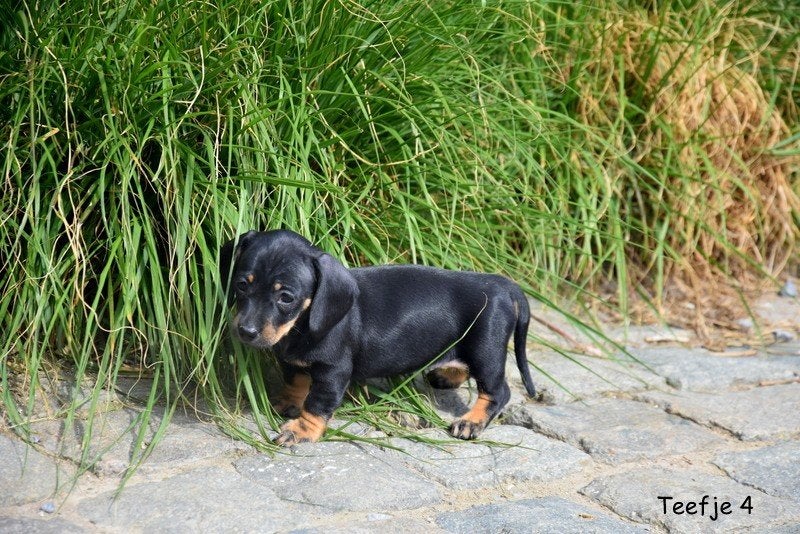 Prachtige Black and Tan Teckel pupjes, Poils courts, Plusieurs, Nain, Hépatite contagieuse (maladie de Rubarth)