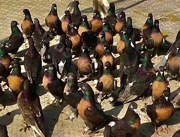 Miro Duiven, Dieren en Toebehoren, Meerdere dieren, Tuimelaar of Roller
