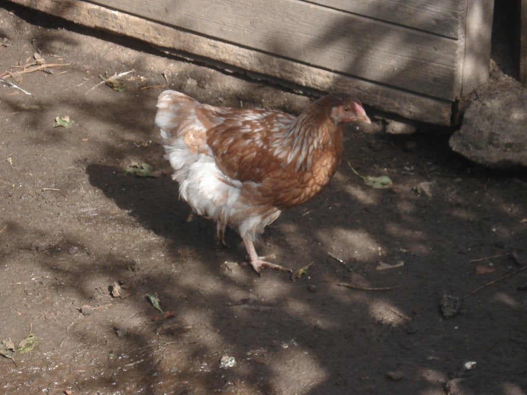 hen kruising (wyandotte - marans), Dieren en Toebehoren, Vrouwelijk, Kip