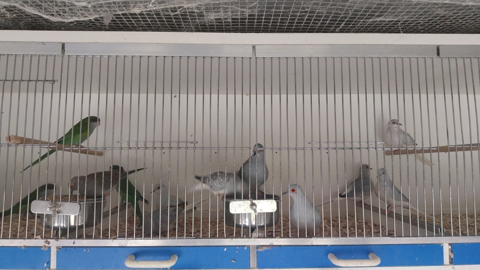 diamantduifjes, Plusieurs animaux