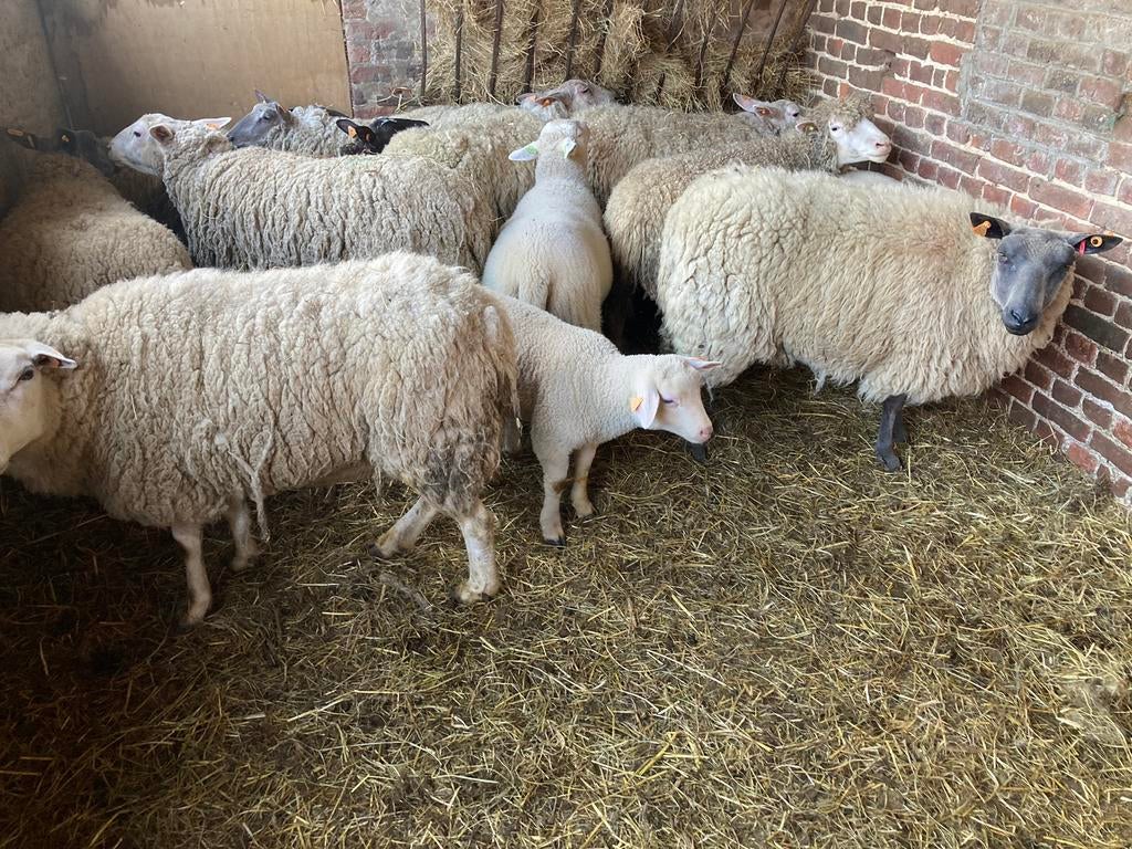 Rammen en ooien, Dieren en Toebehoren